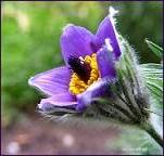 pulsatilla