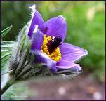 pulsatilla